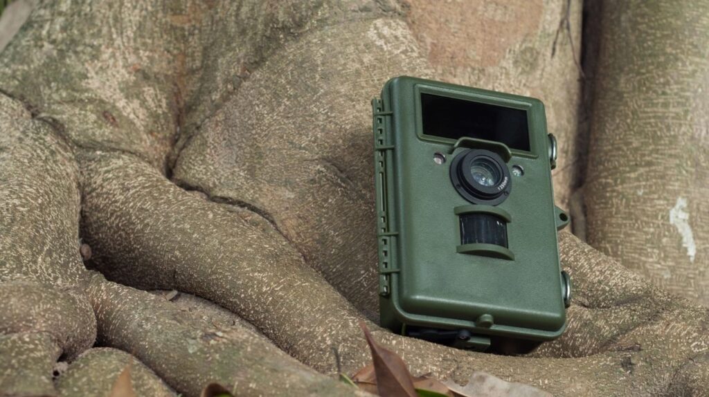 Come fotografare la fauna selvatica con una fototrappola?